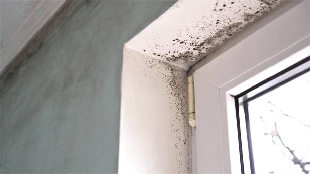Best Biohazard Mold Removal  in Pantego, TX