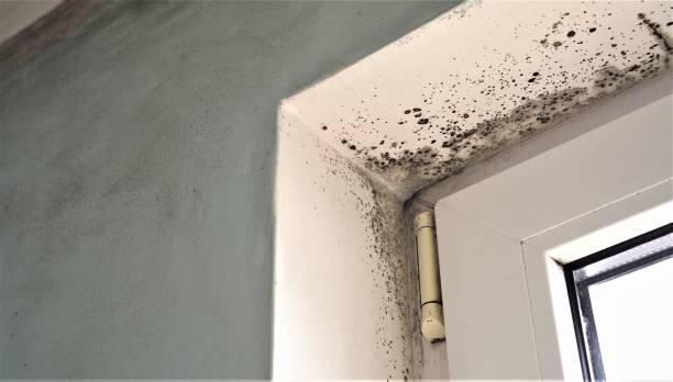 Best Emergency Mold Remediation  in Pantego, TX