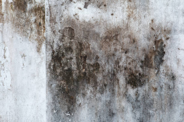 Best Asbestos and Lead Testing During Mold Inspection  in Pantego, TX