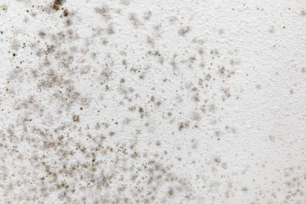 Best Environmental Consulting for Mold Prevention  in Pantego, TX