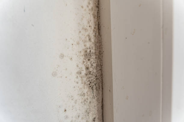 Best Mold Removal for HVAC Installations  in Pantego, TX